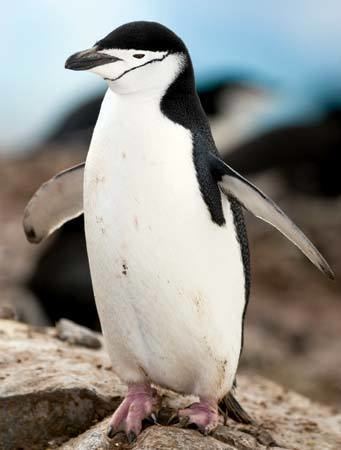 Chinstrap penguin httpsmedia1britannicacomebmedia081527080