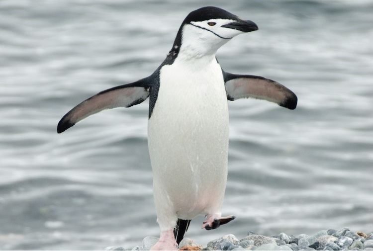Chinstrap penguin Chinstrap Penguin Facts About Penguins