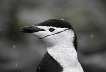 Chinstrap penguin Chinstrap Penguin The Animal Files