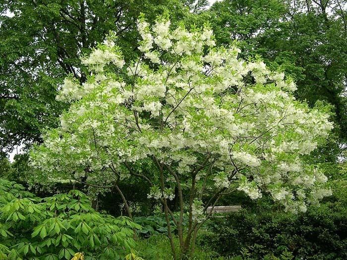 Chionanthus Chionanthus or Fringe Tree at Digging Dog Chionanthus retusus and