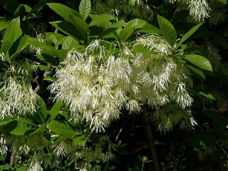 Chionanthus Chionanthus virginicus white fringetree Go Botany
