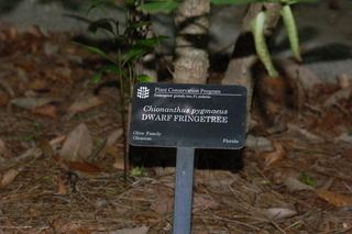 Chionanthus pygmaeus Chionanthus pygmaeus Dwarf fringetree image