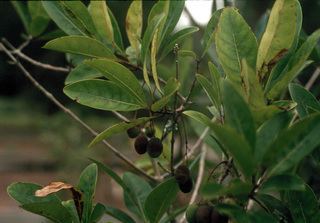 Chionanthus pygmaeus Chionanthus pygmaeus Pygmy fringetree Discover Life