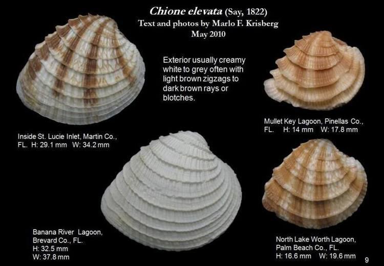 Chione cancellata Let39s Talk Seashells gt Chione elevata Say 1822