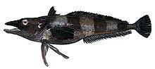 Chionobathyscus dewitti httpsuploadwikimediaorgwikipediacommonsthu