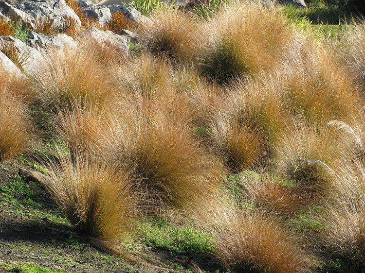 Chionochloa rubra Chionochloa rubra red tussock grass