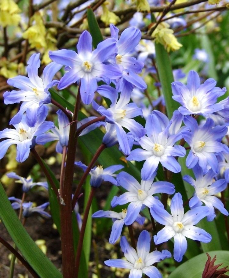 Chionodoxa forbesii Chionodoxa forbesii Blue Giant Chionodoxa Flower Bulb Index