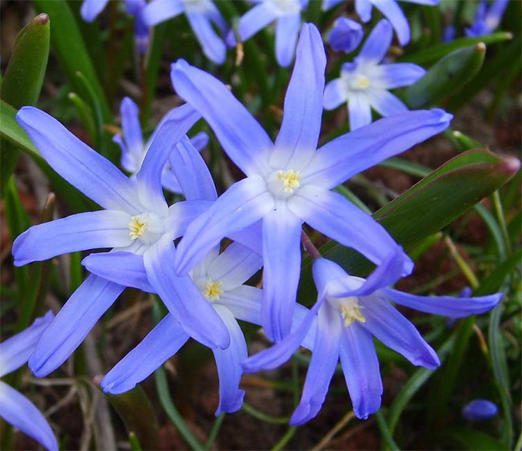 Chionodoxa luciliae Chionodoxa Luciliae Little Blue Stars Blooming in Spring