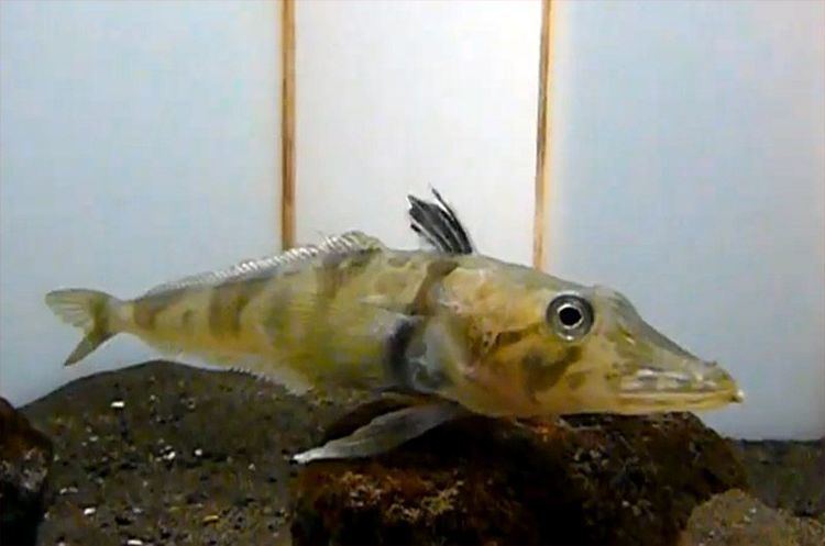 Chionodraco rastrospinosus Nature Blows My Mind The ocellated icefish has transparent blood