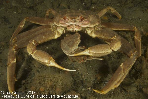 Chionoecetes Snow Crab Chionoecetes opilio gt Aquatic Biodiversity Monitoring