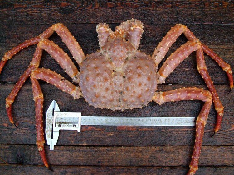 Chionoecetes Crab chionoecetes Opilio Buy Live Crab Product on Alibabacom