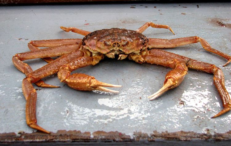 Chionoecetes bairdi Tanner Crab Chionoecetes bairdi Gulf of Alaska 26 JUN 2 Flickr