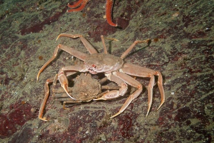 Chionoecetes bairdi Tanner crab Chionoecetes bairdi Biodiversity of the Central Coast