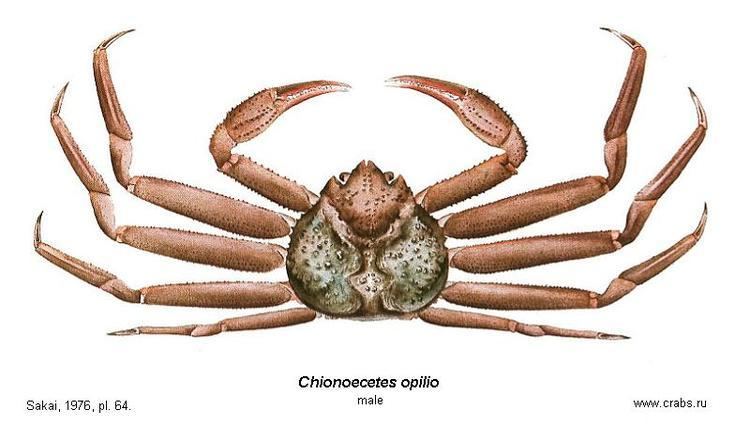 Chionoecetes opilio Crabs of Russia crab Chionoecetes opilio Fabricius 1788