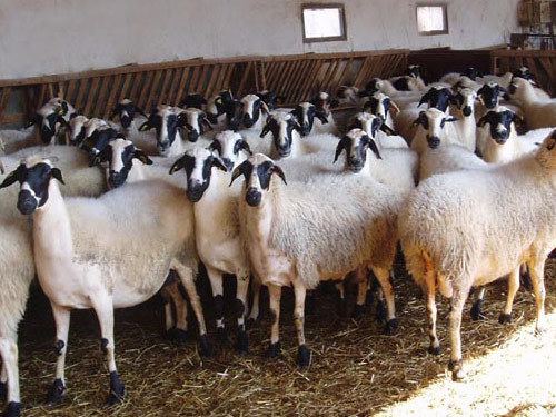 Chios sheep Chios RAM EWES LAMB
