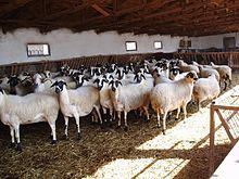 Chios sheep httpsuploadwikimediaorgwikipediacommonsthu