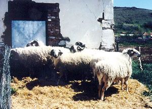 Chios sheep Breeds of Livestock Chios Sheep Breeds of Livestock Department