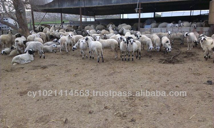 Chios sheep Chios Sheep From Cyprus Chios Sheep From Cyprus Suppliers and