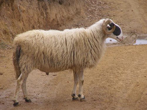 Chios sheep 4561jpg