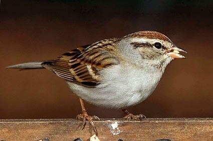 Chipping sparrow Chipping Sparrow Identification All About Birds Cornell Lab of