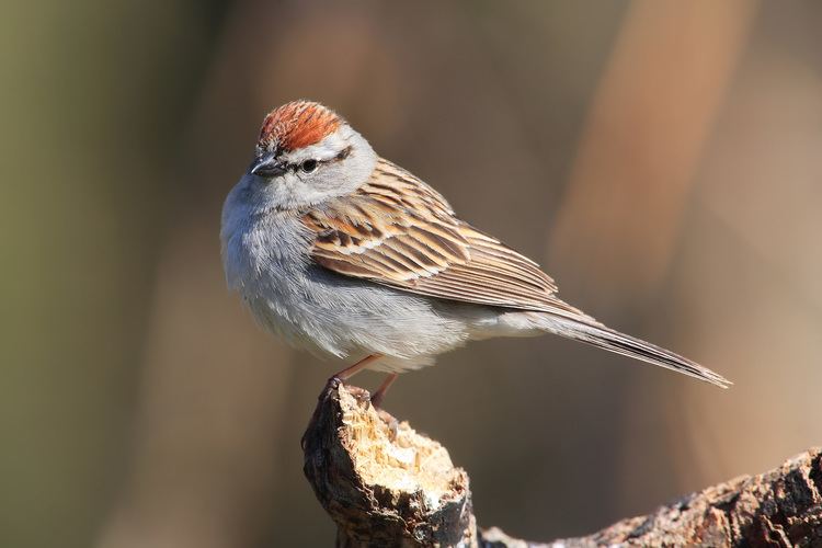 Chipping sparrow Chipping sparrow Wikipedia