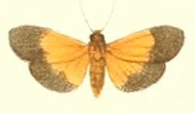 Chiretolpis bicolorata