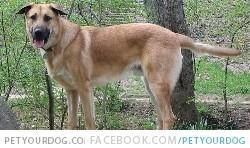 Chiribaya Dog PetYourDogcom Pet Your Dog Chiribaya Shepherd on the right side