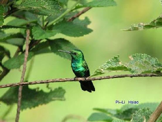 Chiribiquete emerald worldbirdseualbum6chiribiqueteemerald5jpg