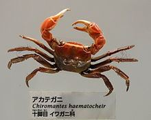 Chiromantes haematocheir httpsuploadwikimediaorgwikipediacommonsthu