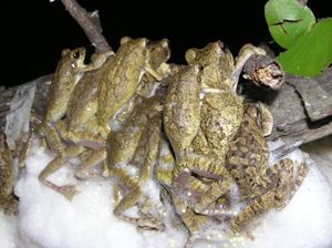 Chiromantis Grey Foamnest Frog Chiromantis xerampelina Our Wild World