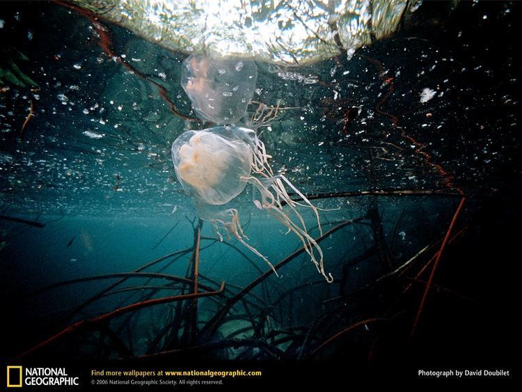 Chironex fleckeri Box jellyfish envenoming
