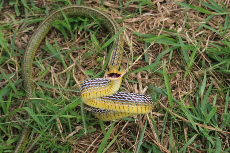 Chironius carinatus Chironius carinatus Machete savane snake Coluber carinatus