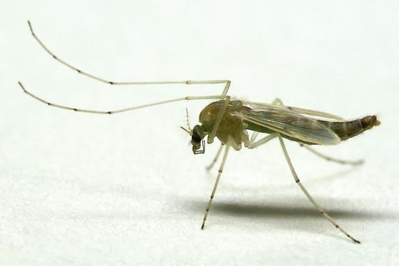 Chironomidae Midge Chironomidae BugGuideNet