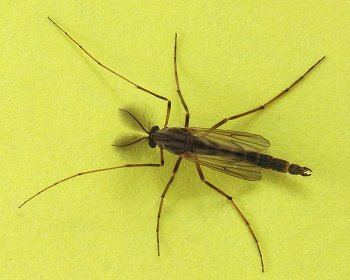 Chironomidae Family Chironomidae ENT 425 General Entomology