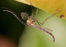 Chironomidae Chironomidae Wikipedia