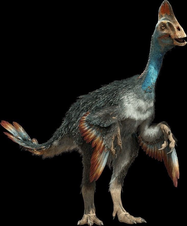 Chirostenotes Chirostenotes Pictures amp Facts The Dinosaur Database