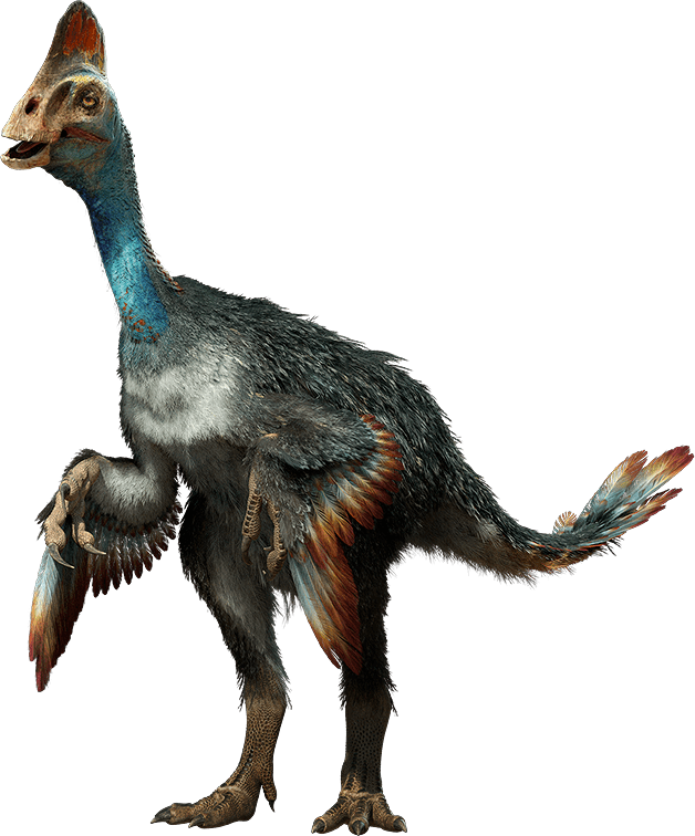 Chirostenotes Chirostenotes Facts Dinosaurs Pictures and Facts