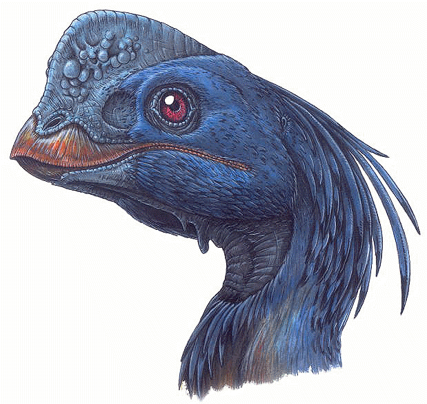 Chirostenotes Chirostenotes pergracilis a feathered dinosaur an oviraptor