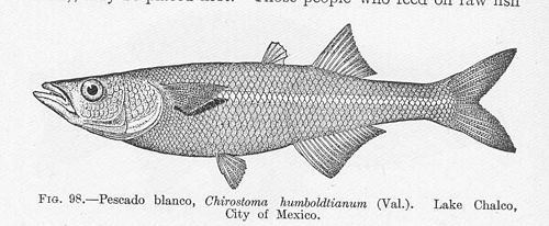 Chirostoma Charales y pescado blanco Genus Chirostoma NaturaLista