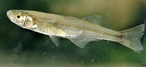 Chirostoma Charales y pescado blanco Genus Chirostoma NaturaLista