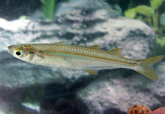 Chirostoma Fish Identification