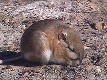 Chisel-toothed kangaroo rat httpsuploadwikimediaorgwikipediacommonsthu