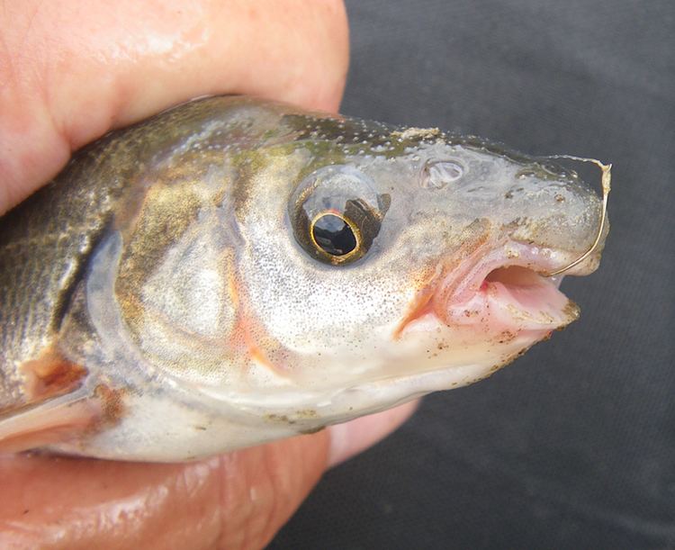Chiselmouth Chiselmouth fishingwithpole roughfishcom