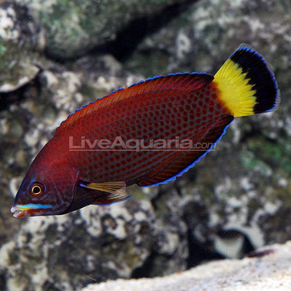 Chiseltooth wrasse Chiseltooth Wrasse