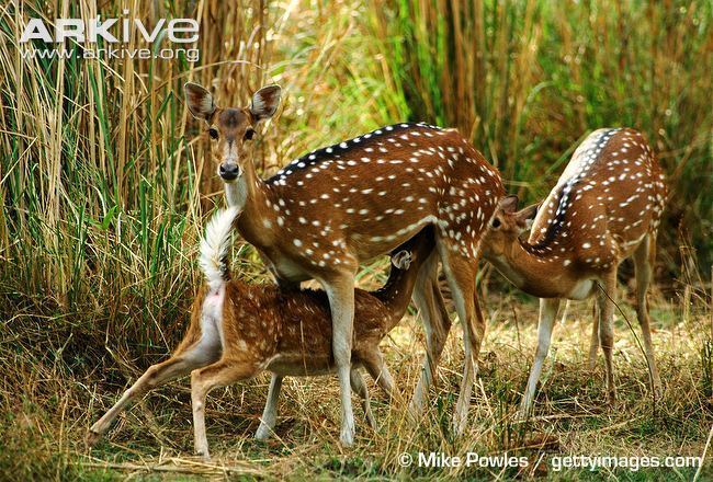 Chital Chital videos photos and facts Axis axis ARKive