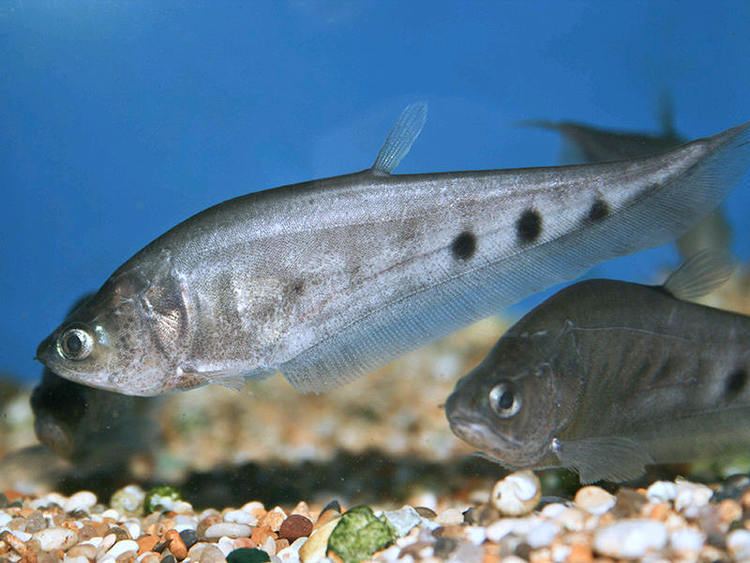 Chitala Clown knifefish Chitala ornata Fish Tanks and Ponds