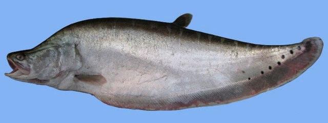 Chitala chitala Fish Identification