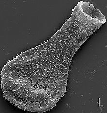 Chitinozoan httpsuploadwikimediaorgwikipediacommonsthu