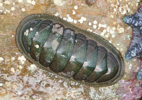 Chiton Molluscs of Australia