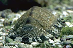 Chiton Chitons Polyplacophora